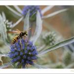 Von Bienchen und Blümchen ;)